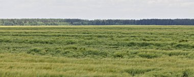 Güzel yeşil buğday tohumu ufukta orman ile kaplı güneşli bir yaz günü tarımında, kırsal manzarada