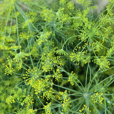 Taze yeşil dereotu çiçekleri yakından, sağlıklı yiyecekler, arka plan için doku.