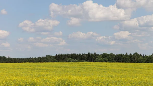 美しいヨーロッパの自然景観 生態系 青空を背景に緑の黄色の菜の花畑と水平線の緑の森の縞が晴れた夏の日 — ストック写真
