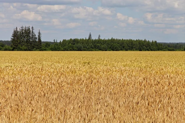 Bela Paisagem Natural Russa Crescimento Agrícola Campo Trigo Dourado Amarelo — Fotografia de Stock