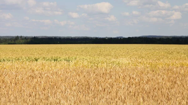 美しいロシアの田園風景 夏の晴れた日には 青空に金色の黄色の小麦畑と明るい雲の背景と水平線の森林 — ストック写真