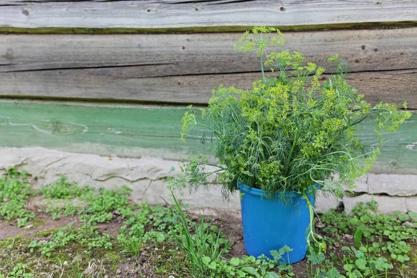 Fresh green dill bouquet in a plastic bucket on the background of a weathered village wooden house, natural food