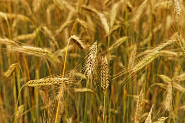 Beautiful Golden Yellow Ripe Ears Wheat Close Field Sunny Summer — Stock Photo, Image