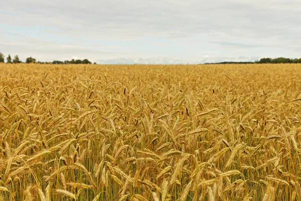Европейский Сельский Пейзаж Фермерство Экология Пейзаж Золотой Желтый Кукуруза Бесконечное — стоковое фото