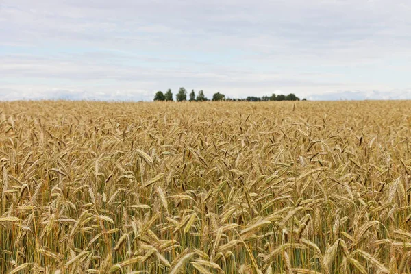 Beautiful Russian Field Natural Rural Landscape Farming Growth Yellow Golden — Stock Photo, Image