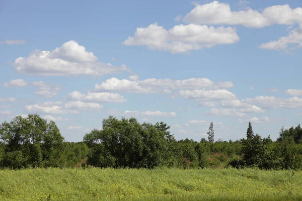 水平線に白い雲と青い空に対して夏の日に茂みや木と美しい道端の田園風景 緑のフィールド 国の生活自然いい天気の風景 — ストック写真