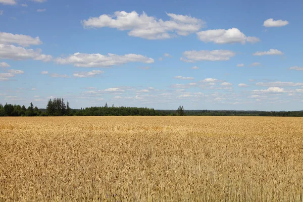 Campo Maíz Amarillo Con Espigas Trigo Maduras Doradas Día Verano —  Fotos de Stock