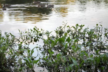Vahşi nehir kıyısı bir yaz günü, Avrupa 'nın ekolojik su manzarası olan Park açıklarındaki kıyıya yakın yeşil flora yapraklarıyla kaplıydı.