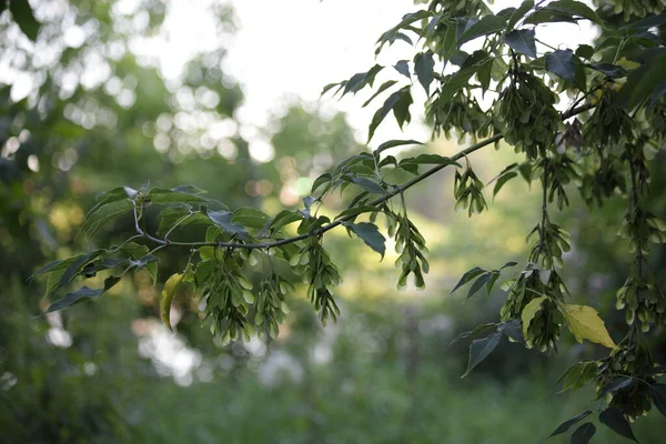 Branche Arbre Vert Avec Des Becs Feuilles Sur Fond Naturel — Photo