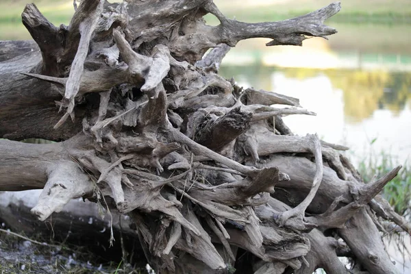 시들어 덩굴식물 뿌리가 — 스톡 사진