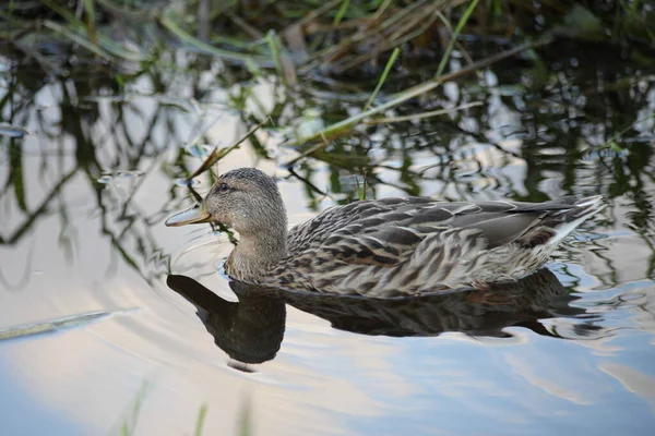 Canard Sauvage Femelle Gros Plan Sur Étang Près Herbe Verte — Photo