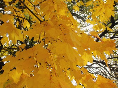 Sarı akçaağaç yaprakları Akçaağaç dallarında Sunny Ekim sonbahar günü, Avrupa Rusya güzel manzarası