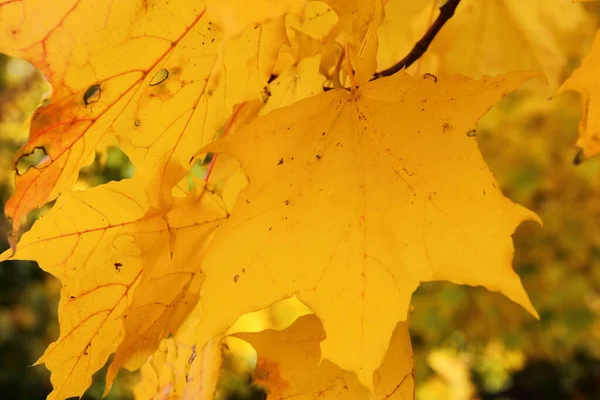 Feuilles Érable Jaune Doré Sur Branche Érable Sur Ensoleillé Octobre — Photo