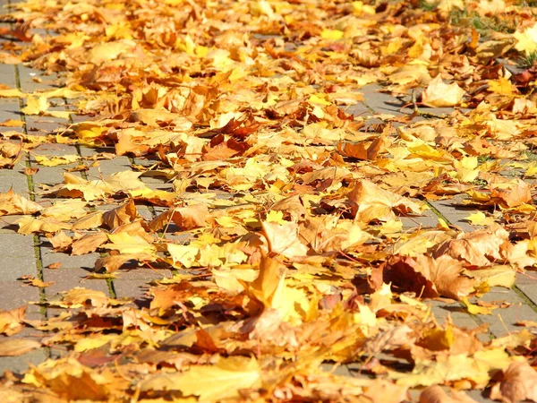 Ljusgula Orange Lönnlöv Kullersten Trottoar Solig Oktober Dag Vacker Höst — Stockfoto