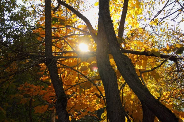 Lumière Soleil Brille Travers Les Feuilles Jaunes Les Branches Troncs — Photo