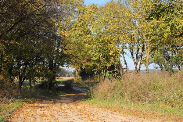 Trockener Sandiger Feldweg Mit Herbstblättern Und Gelbgrünen Bäumen Sonnigen Herbsttagen — Stockfoto