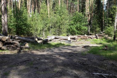 Güneşli bir yaz gününde, Rus ormanında bir yığın çam ağacı gövdesi gördüm. Endüstriyel kereste hasat ediyordum.