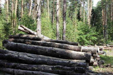 Rus kereste kampı, ormandaki bir yığın çam ağacı gövdesi güneşli bir yaz gününde endüstriyel kereste hasadı.