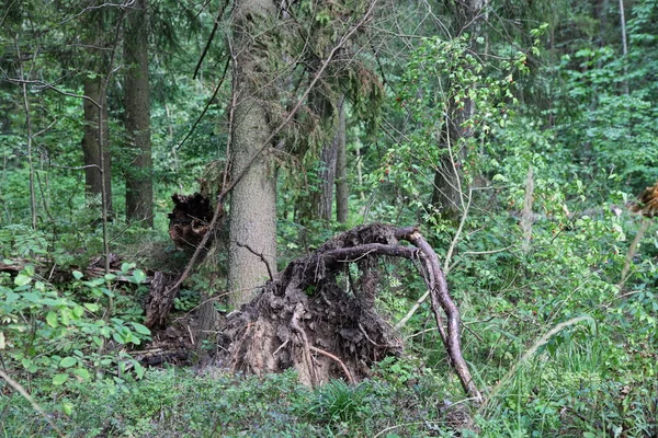 Holzstamm Und Wurzel Russischen Walddickicht Sonnigen Sommertagen Natürliche Landschaft — Stockfoto