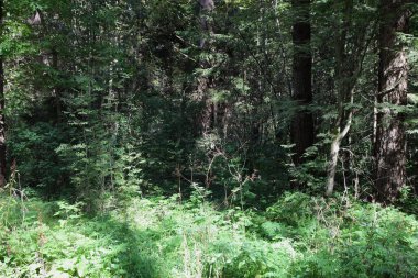 Güneşli yaz gününde Rus yeşil ormanı çalılığı, doğal manzara.