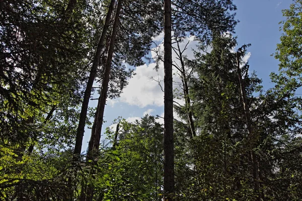 Zelené Borovice Modrá Obloha Bílými Mraky Pohled Zdola Nahoru Perspektivě — Stock fotografie