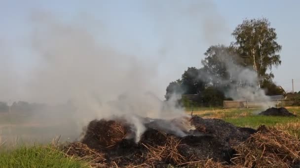 Kırsal Kesimlerde Bir Sonbahar Gününde Tarlada Dumanlı Saman Yığınları Yakmak — Stok video