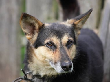 Zincire vurulmuş siyah kahverengi kırma köpek, yakın portre.