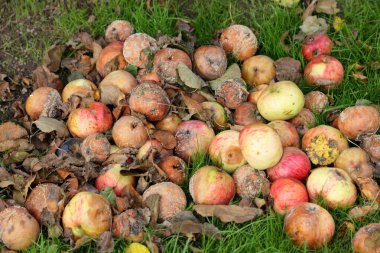 Bir sonbahar günü toplanmamış meyve hasadı, yeşil çimlerin üzerinde bir yığın çürük elma.