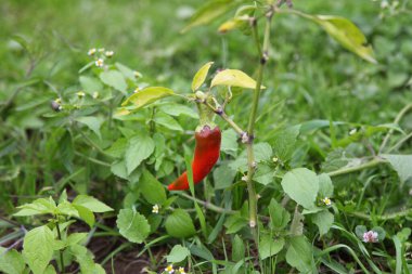 Bahçedeki yaprakların arasında olgun kırmızı biber - kırsal sağlıklı gıda, geçim çiftliği, tarım, sebze yetiştirme