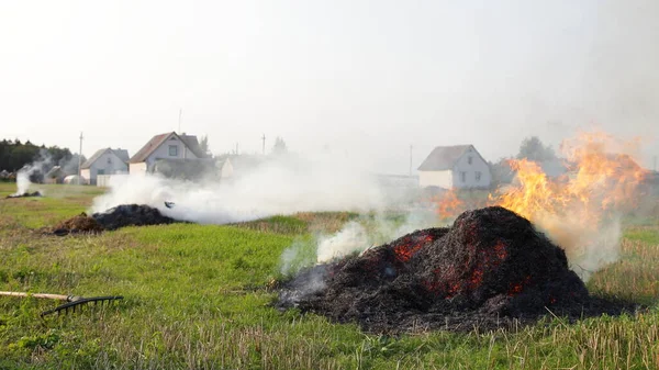 Burned hay stacks with big smoke in the field, burning dry potato tops in the Russian countryside on an autumn day on rural buildings background landscape, fire danger, environment disaster pollutions