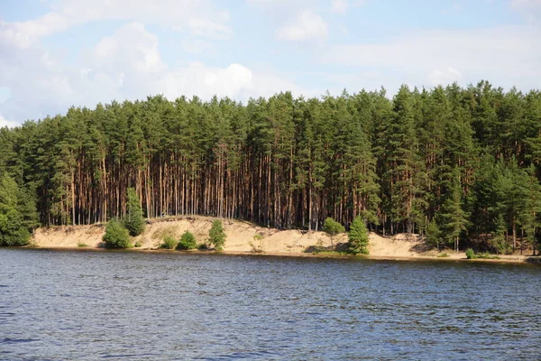 Krajobraz Leśny Brzeg Rzeki Dużymi Wiecznie Zielonymi Sosnami Widok Wody — Zdjęcie stockowe