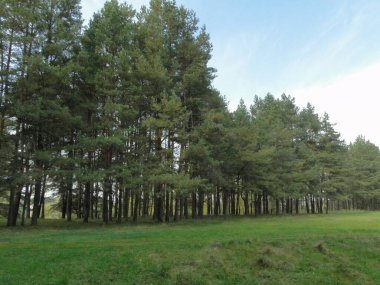 Avrupa ormanlarının kıyısında yeşil çimenlerin yanında çam ağaçları var. Sonbahar günü mavi gökyüzü arka planında.