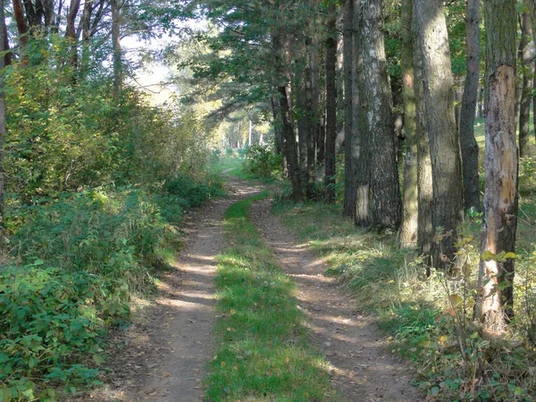 Trockener Feldweg Kiefernwald Sonnigen Herbsttagen Europäische Naturlandschaft — Stockfoto