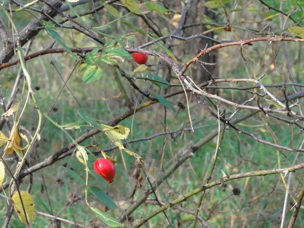 秋の日に赤い果実が閉じられる裸の野生のバラブッシュ — ストック写真