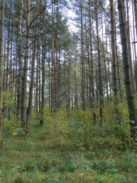 Waldpark Mit Kiefern Naturlandschaft Herbsttag — Stockfoto