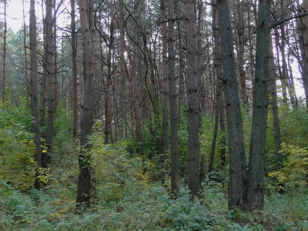 Borovice Evropských Lesích Podzim — Stock fotografie