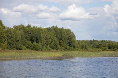 Güzel Medveditsa nehir kıyısı, yeşil ağaçlar ve mavi gökyüzünde çimenler, beyaz bulutlar ve yaz günü sakin su arka planı, Rus doğal manzarası.