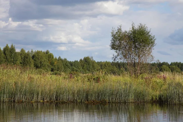 Piękny Mały Brzeg Rzeki Zieloną Trawą Drzewem Niebieskim Tle Zachmurzone — Zdjęcie stockowe