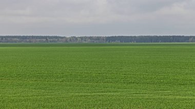 Ufukta orman çizgileri olan yeşil tarla bulutlu bir sonbahar gününde, Avrupa 'nın doğal tarım arazisi