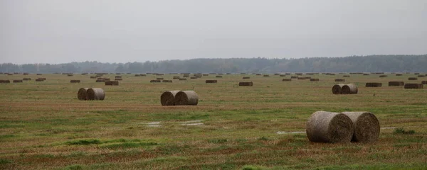 Rolled Bale Hay Stacks Yellow Field Forest Stripe Horizon Gray — Stock Photo, Image