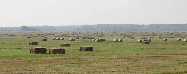 Rectangular Rolls Bale Hay Stacks Yellow Field Forest Line Horizon — Stock Photo, Image
