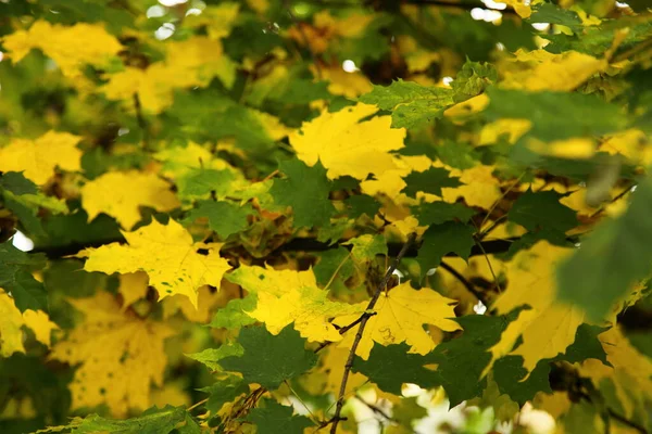 Feuilles Érable Jaunes Vertes Sur Les Branches Érable Début Automne — Photo