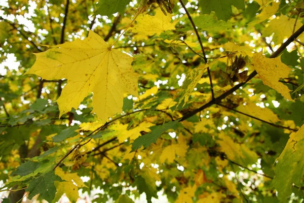 Feuilles Érable Vert Jaune Sur Les Branches Érable Vue Bas — Photo