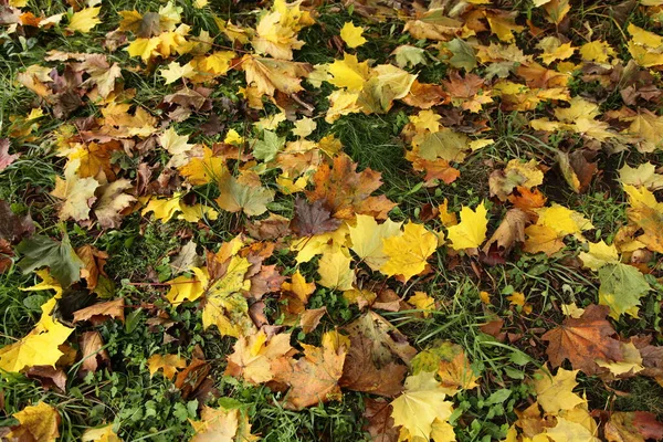 Gula Och Bruna Lönnlöv Grönt Gräs Oktober Skogen Början Hösten — Stockfoto