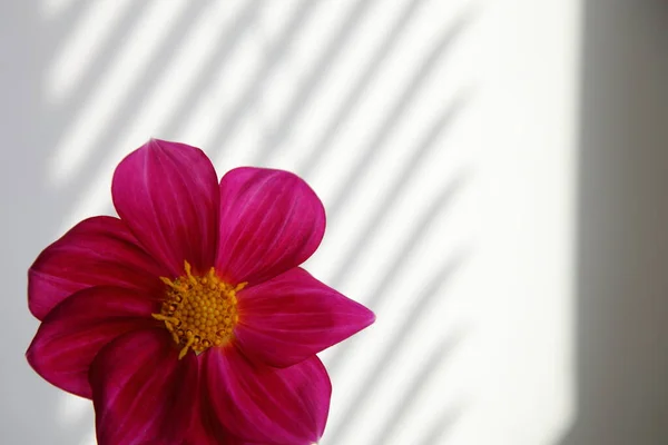 Розовый Цветок Желтыми Тычинами Белом Фоне Полосатой Тенью Крупным Планом — стоковое фото