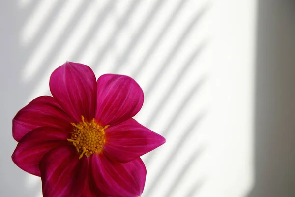 Belle Fleur Rose Avec Étamines Jaunes Sur Fond Blanc Avec — Photo