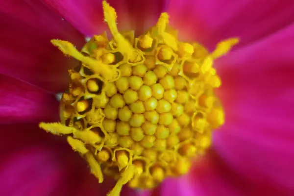 Yellow Stamens Blossom Beautiful Lilac Flower Close — Stock Photo, Image