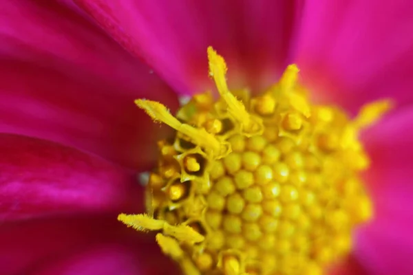 Hermosa Flor Lila Flor Con Estambres Amarillos Cerca — Foto de Stock