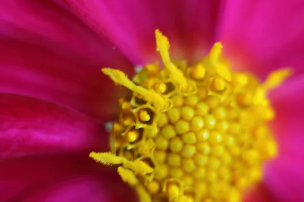 黄色の雄蕊のある美しい花ピンクの花を閉じます — ストック写真