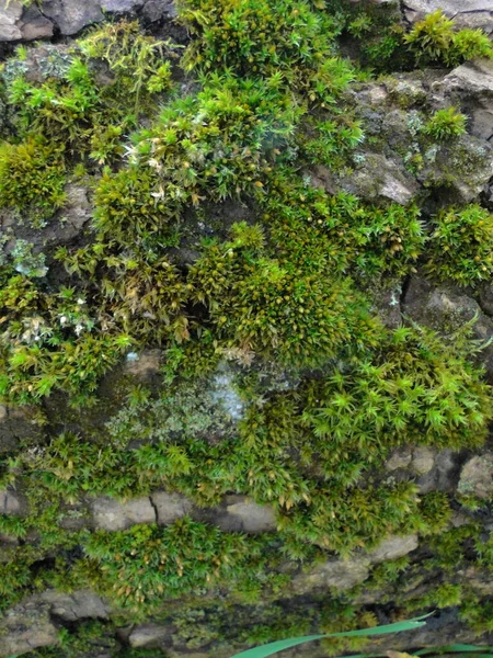 Corteza Madera Áspera Con Musgo Verde Pino Viejo Cerca Textura — Foto de Stock